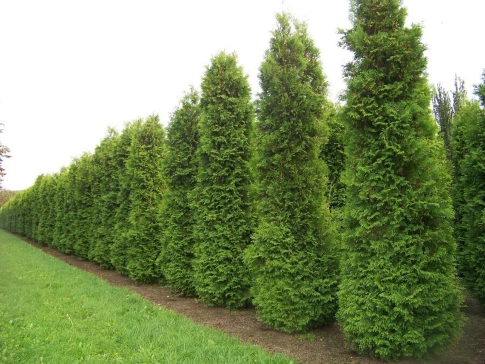 Elupuuhekk Brabant